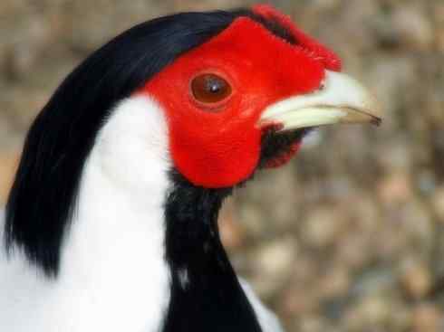 家禽驯化之源之八