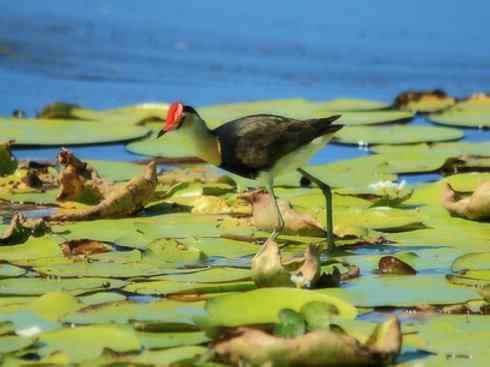 奇特的盔：非洲雉鸻