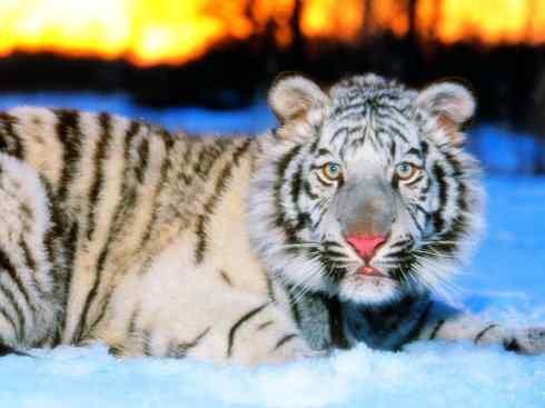 白虎：传说的兽原型探秘（孟加拉虎）