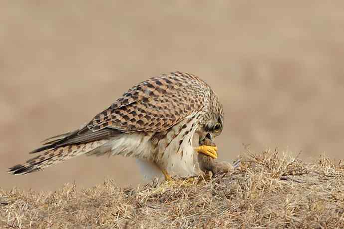 康西草原五隼登科