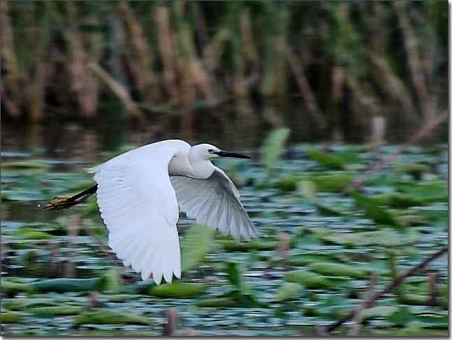 风姿绰约 wbr轻舞飞扬
