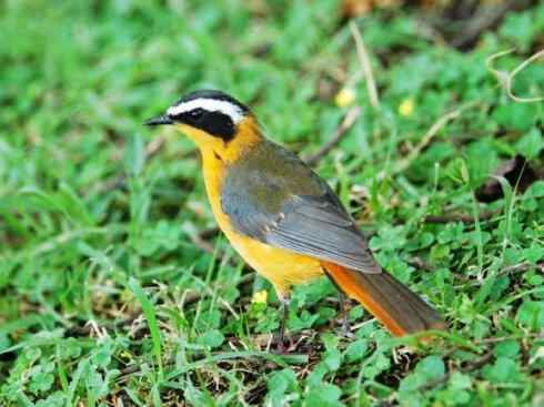 白头鸟系列:另类的美丽（白头歌鵖）