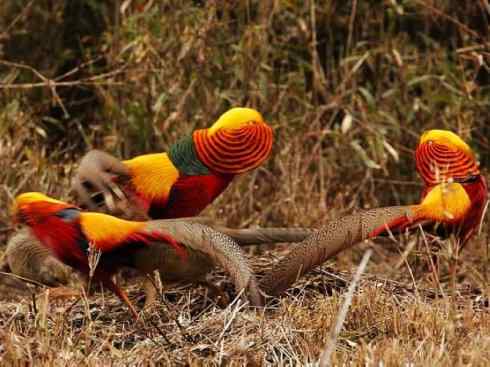 凤凰：传说中的鸟原型探秘（锦鸡）