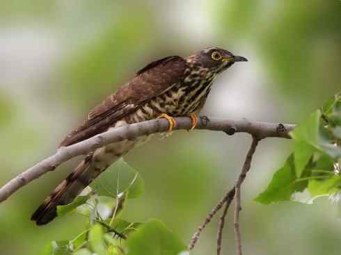 奇特的盔：大犀鹃