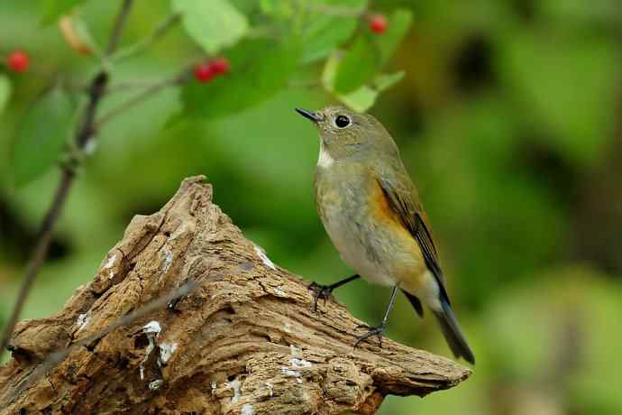 【综合】秋天拍的几只鸟