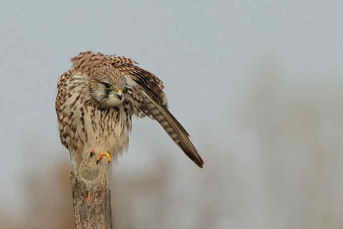 周末约会去（野鸭湖的红隼）