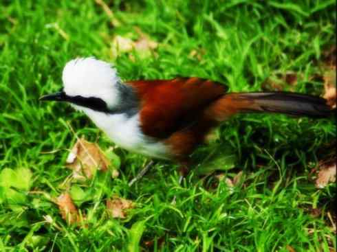 家禽驯化之源之十六