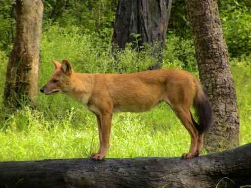 狈：传说的兽原型探秘（豺）