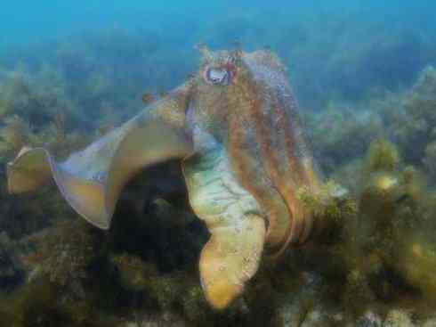 自然奇观：动物大迁徙(乌贼）