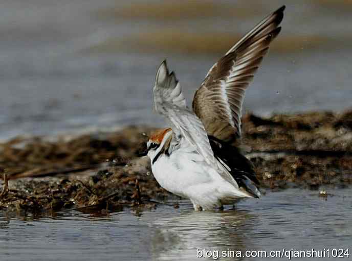 野鸭湖新拍小鸟.环颈鸻