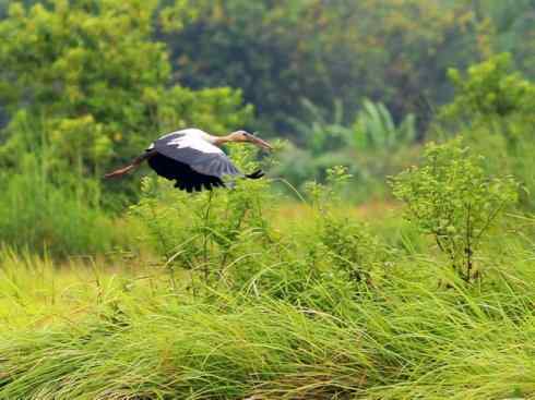 猎奇：奇特的鸟喙之六