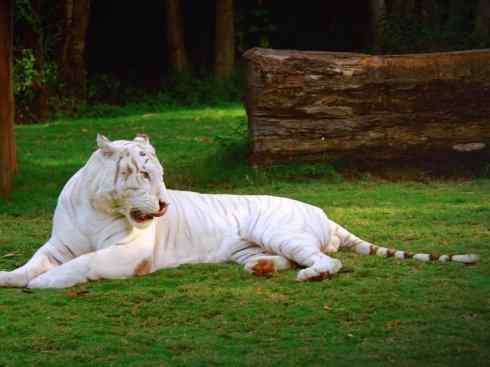 白虎：传说的兽原型探秘（孟加拉虎）