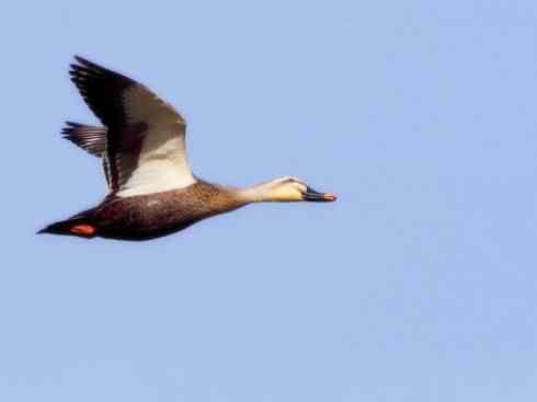 家禽驯化之源之二