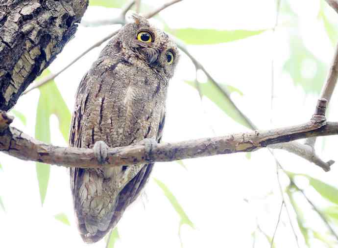 站岗放哨保母子平安的猫头鹰爸爸