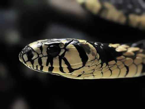 龙：传说的兽原型探秘（水蛇类）