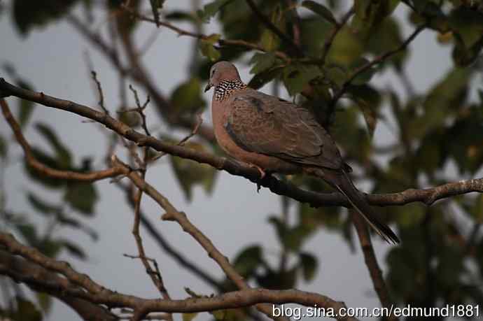轻便的1000mm-3000mm的穷人大炮 轻便的1000mm-3000mm的穷人大炮