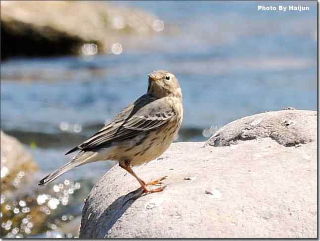 晕鸟儿~ wbr十渡禁飞、黑鹳限行！