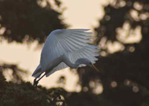 德国品牌650鈥1300镜头使用技巧摸索 德国品牌650—1300mm镜头使用技巧摸索