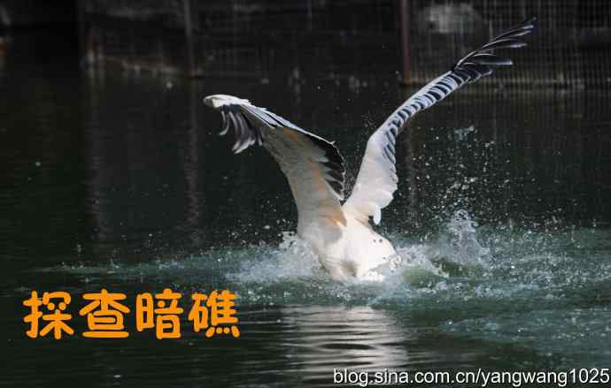 舞（大鹈鹕之舞）