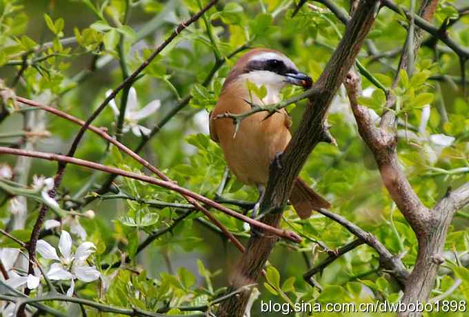 伯劳献寿 wbr生日感言