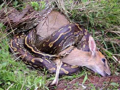 龙：传说的兽原型探秘（蟒蛇类）