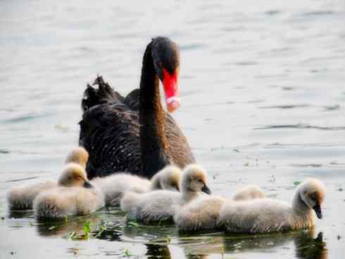 家禽驯化之源之十一