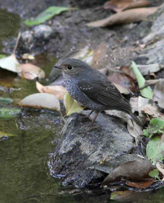 婺源观鸟行之沿途观鸟篇 婺源观鸟行之沿途观鸟篇