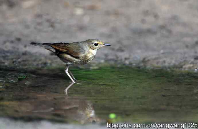 雌性蓝歌鸲（8）