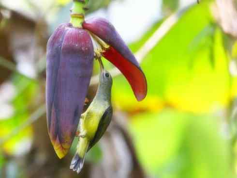 美丽无罪：雀鸟之太阳鸟