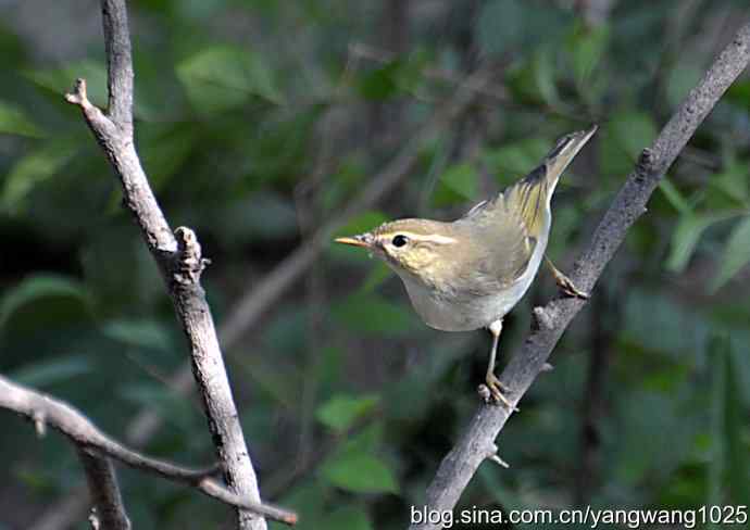 巨嘴柳莺（枝干篇）