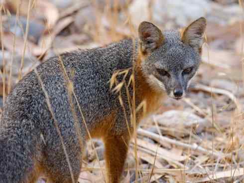 犬科：狐亚科灰狐属之灰狐、岛屿灰狐
