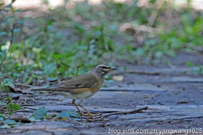 白眉鸫（记录版）