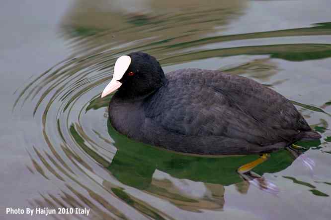 【亚平宁半岛之旅 wbr. wbr角逐白骨顶】