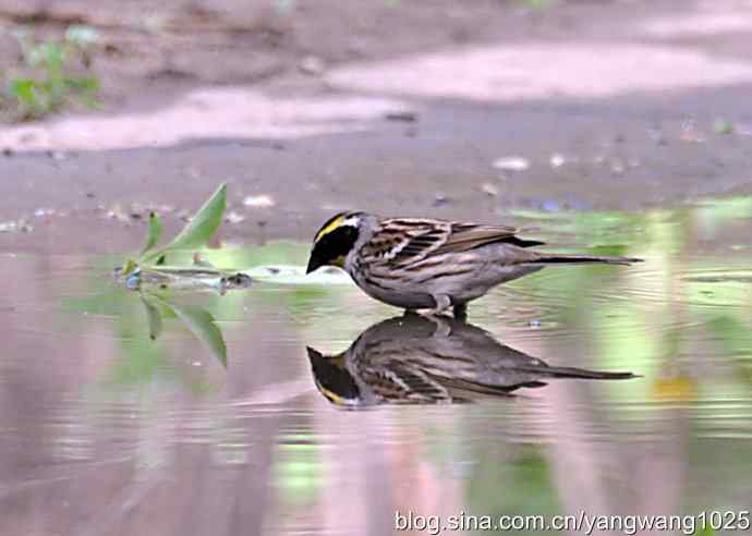 黄眉鹀与白眉鹀