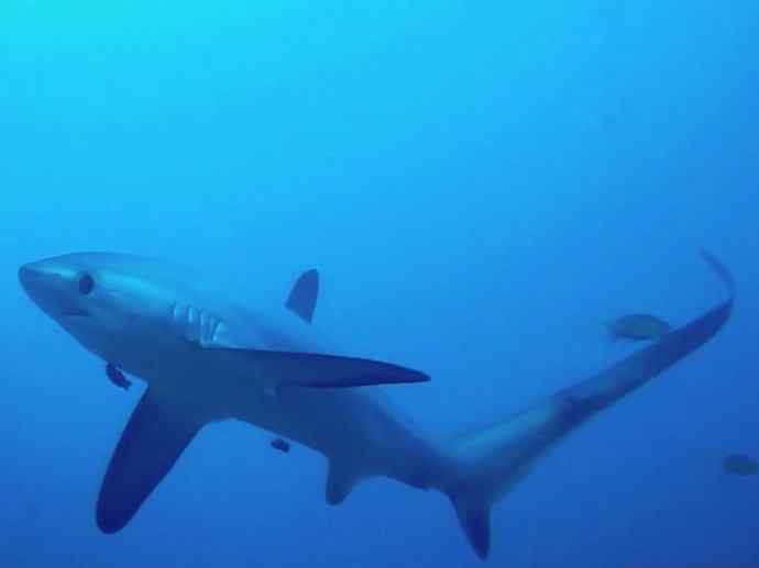 鱼类活化石：魔鬼鲨