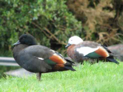 白头鸟系列:另类的美丽9 白头鸟系列:另类的美丽9