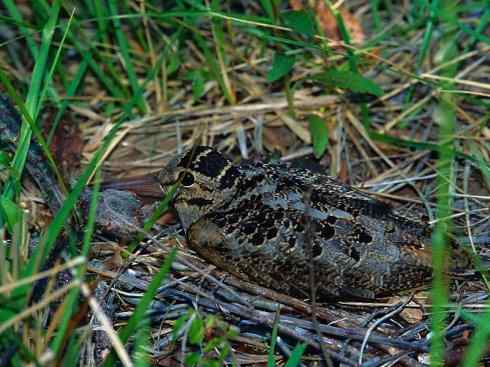鸟类之最:小丘鹬 鸟类之最:小丘鹬