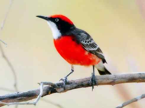 极品红色鸟类：红蜂虎