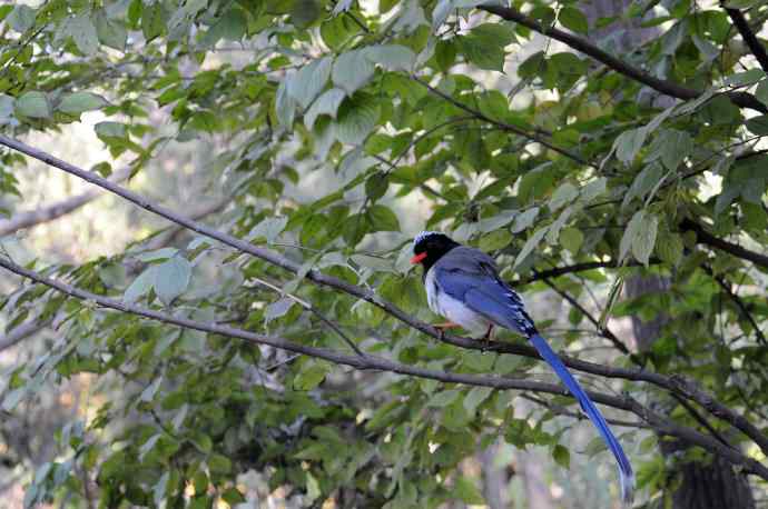 红嘴蓝鹊（7）