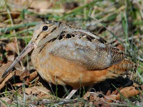 鸟类之最:小丘鹬 鸟类之最:小丘鹬