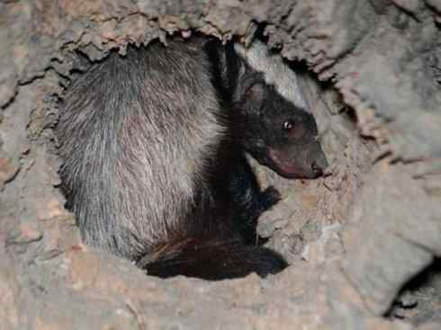 十大喜食蜂蜜动物：蜜獾