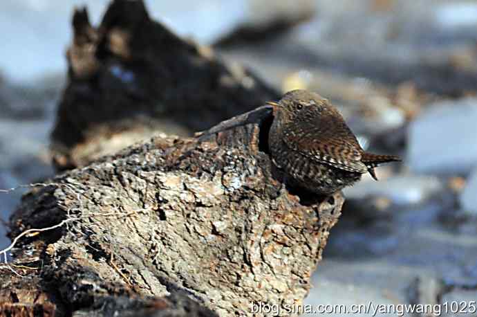 恋窝的鹪鹩 wbr1