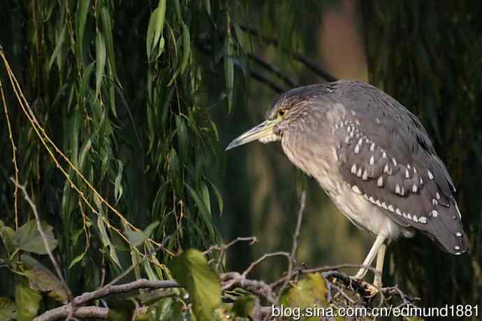 轻便的1000mm-3000mm的穷人大炮 轻便的1000mm-3000mm的穷人大炮