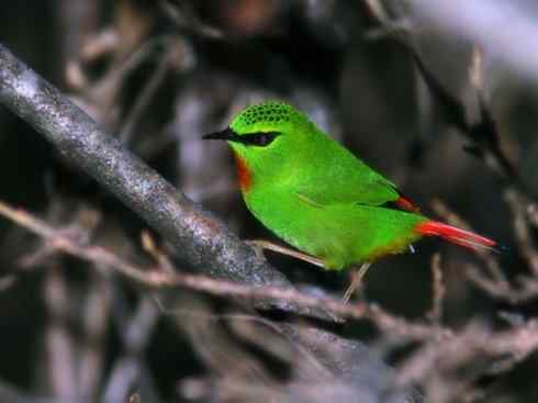 美丽无罪：雀鸟之绿鹛