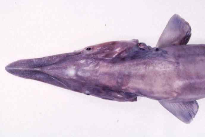 鱼类活化石：魔鬼鲨