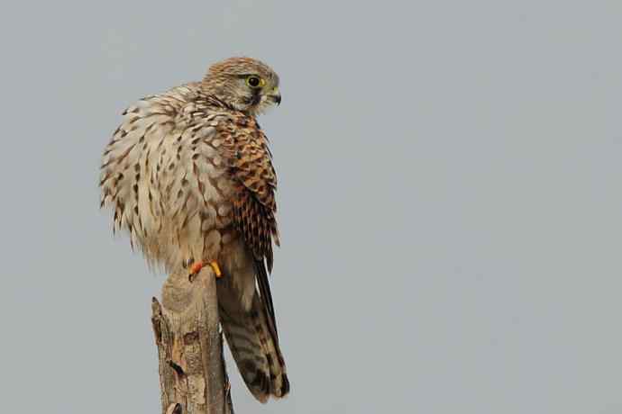 周末约会去（野鸭湖的红隼）