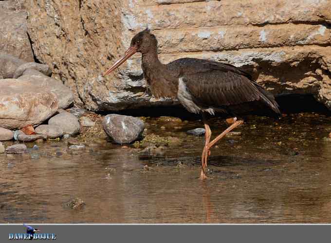 十渡黑鹳 wbr冬之魅力