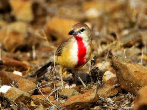美丽无罪：雀鸟之丛伯劳