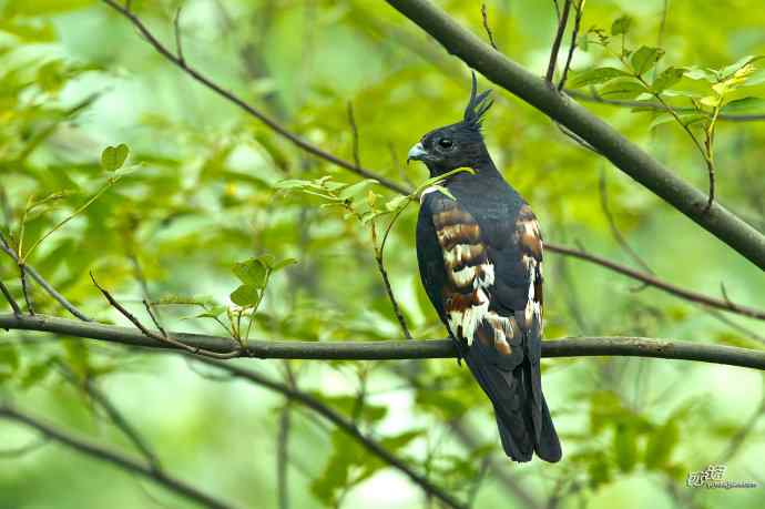 黑冠鹃隼摄影欣赏