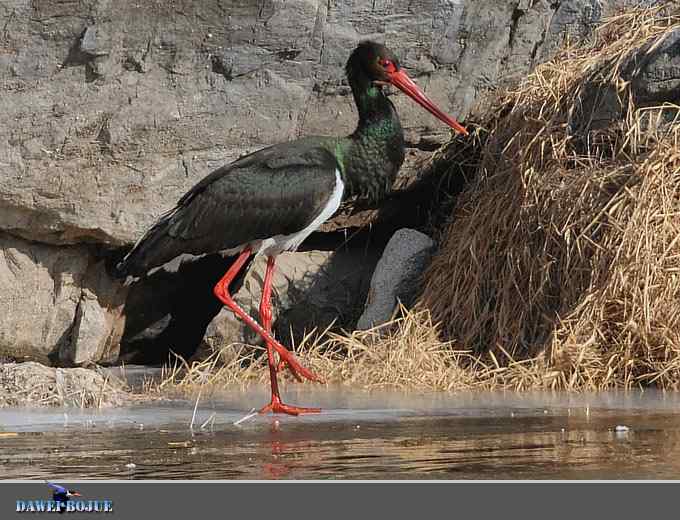 十渡黑鹳 wbr冬之魅力